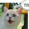 喵斯猫咖啡为何被禁？揭秘背后的真相与原因!