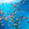 探秘神秘深海世界：深海水族馆中文版官网