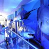 大鱼吃小鱼3D版：探索海底世界，成为最强捕食者！