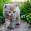 管道猫咪和猫有什么区别？究竟谁更适合生活在城市中？