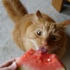 猫可以吃西瓜吗？了解猫咪对西瓜的接受程度及健康影响