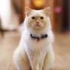 喵斯猫咖啡档次高低如何？一探究竟！