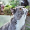 十二生肖中，养猫最忌讳的一个星座是什么？