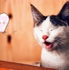 可爱的猫咪竟然吃西瓜？！让我们一起揭秘猫咪爱吃西瓜的奇妙秘密