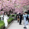 春日盛放的樱花校园，悠然无广告版景致
