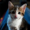 猫咪之家：时尚小狗衣服，让你的宠物成为时尚达人！