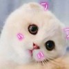萌萌哒！打动你的心，香蕉猫猫表情包大放送！