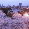 探寻樱花美景，畅游校园风情——樱花校园模拟器1.9