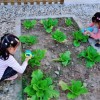 探索小小像素农场世界，种植与养殖乐趣无穷