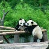 震撼心灵的木材隆隆声，揭示出熊猫在树木中行进的惊人气势