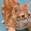 百猫图集图片大全：探寻世界各地各种不同品种的猫咪们