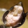 如何利用鱼吃鱼无限盛宴bug来获得无穷财富？