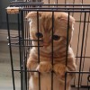 猫偷东西吃怎样惩罚？严肃教育和温柔引导是关键！