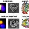 细胞的使命是什么？探讨细胞在生物体内的功能和意义