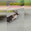 小猫掉进管道里怎么救？快速采取措施，保障小猫安全！