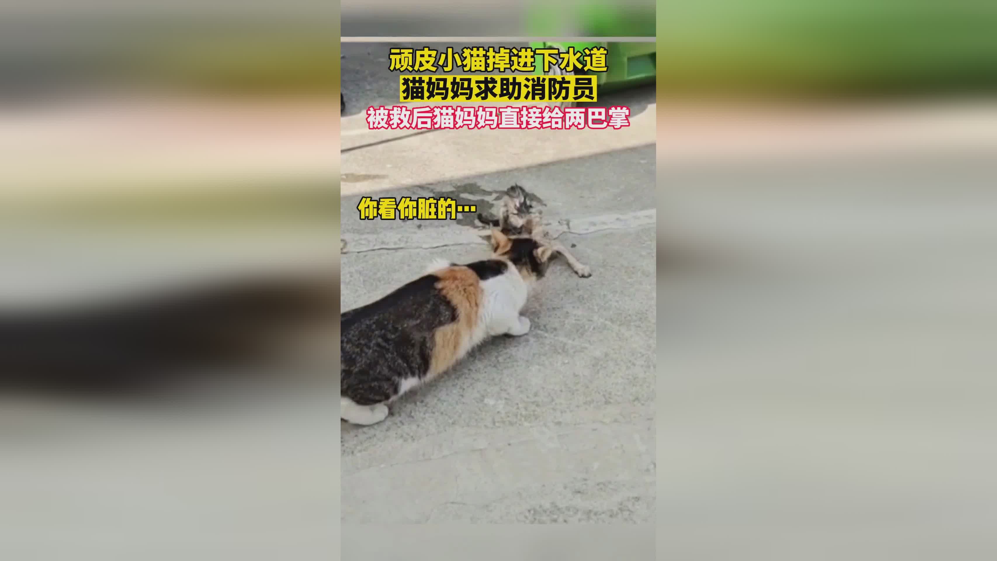 小猫掉进管道里怎么救？快速采取措施，保障小猫安全！