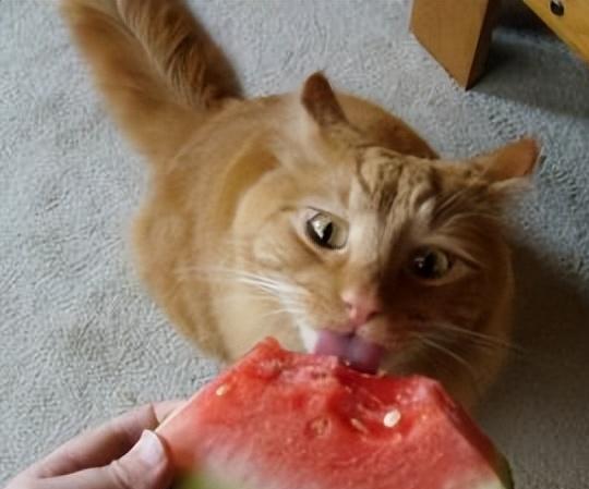 猫可以吃西瓜吗？了解猫咪对西瓜的接受程度及健康影响