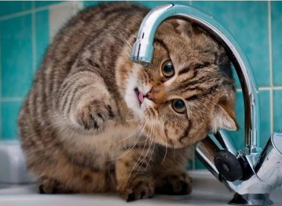 猫可以吃西瓜吗？了解猫咪对西瓜的接受程度及健康影响