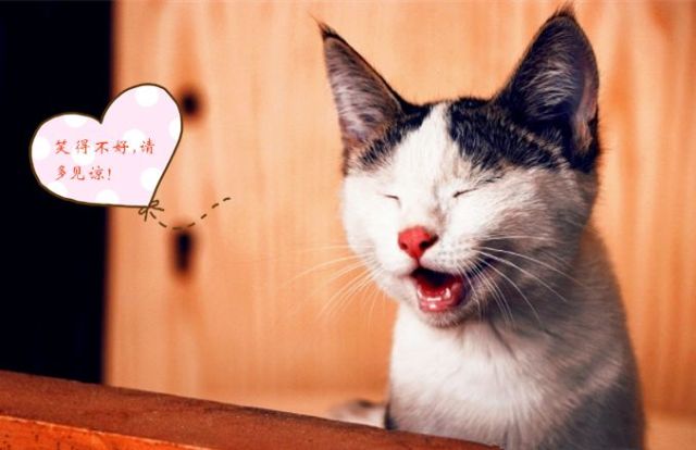 可爱的猫咪竟然吃西瓜？！让我们一起揭秘猫咪爱吃西瓜的奇妙秘密