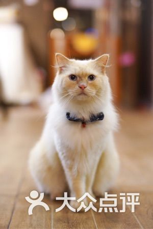 喵斯猫咖啡档次高低如何？一探究竟！