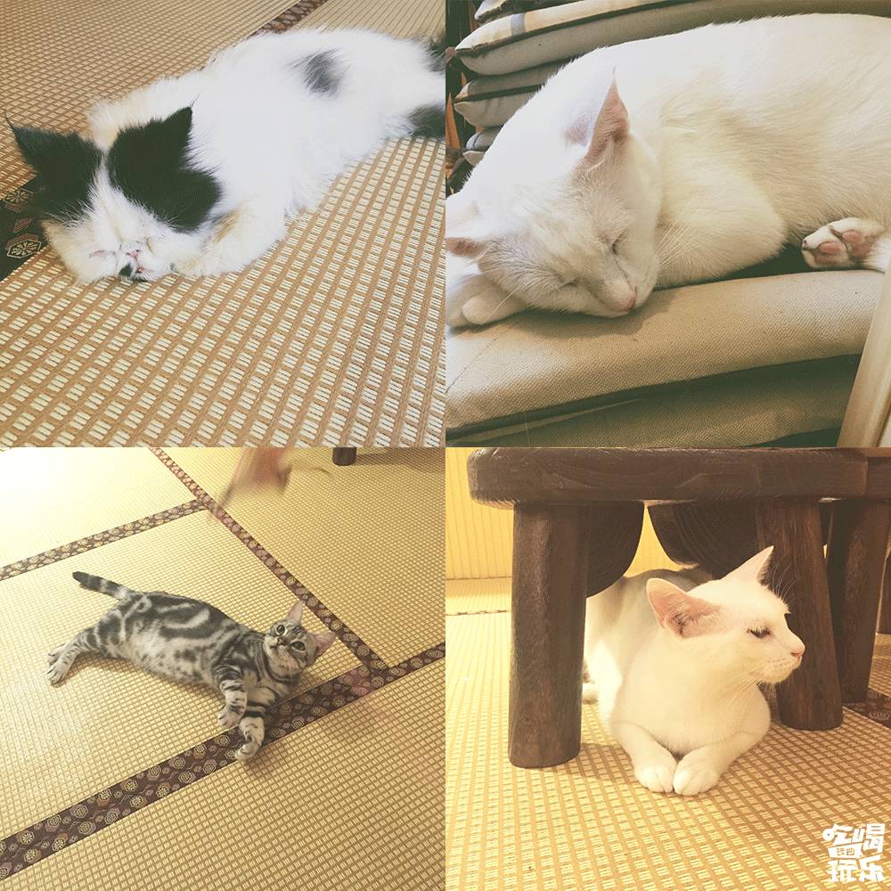 喵斯猫咖啡档次高低如何？一探究竟！