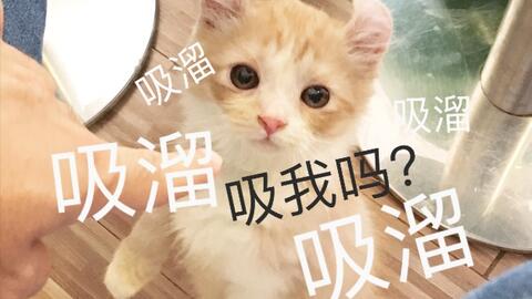喵斯猫咖啡档次高低如何？一探究竟！