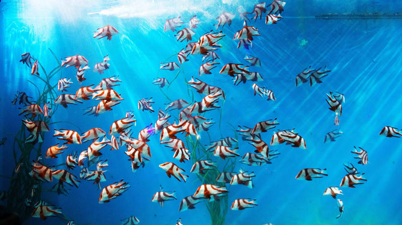 探秘神秘深海世界：深海水族馆中文版官网