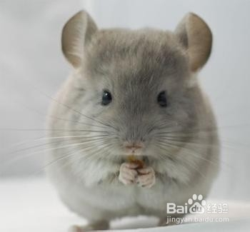 小约翰可汗仓鼠的趣味生活与日常饲养技巧