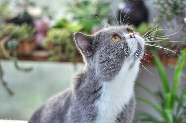十二生肖中，养猫最忌讳的一个星座是什么？