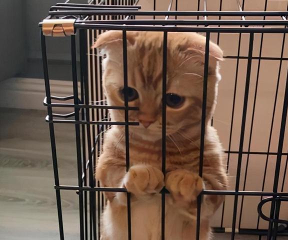 猫偷东西吃怎样惩罚？严肃教育和温柔引导是关键！