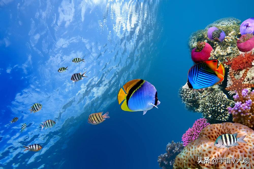 探索海洋深处的海底生存游戏：挑战未知的海底世界。