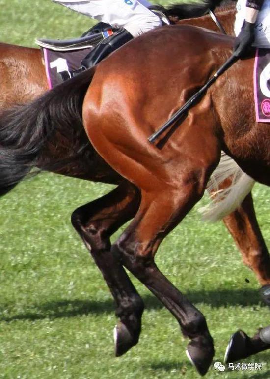 技巧娴熟的马术骑手：驾驭优雅马匹，化身骑士从冲。