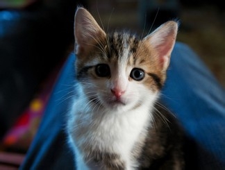 猫咪之家：时尚小狗衣服，让你的宠物成为时尚达人！