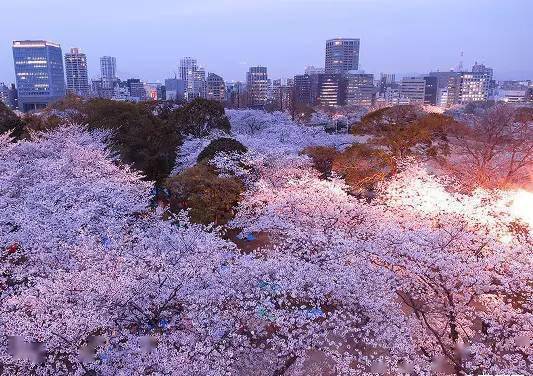 探寻樱花美景，畅游校园风情——樱花校园模拟器1.9