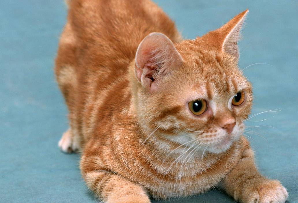 百猫图集图片大全：探寻世界各地各种不同品种的猫咪们