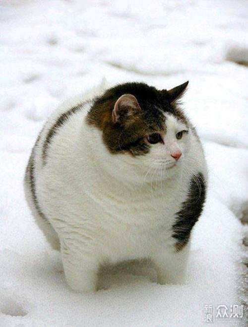 百猫图集图片大全：探寻世界各地各种不同品种的猫咪们