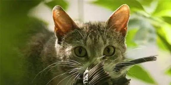 百猫图集图片大全：探寻世界各地各种不同品种的猫咪们