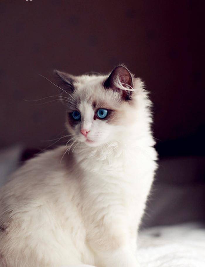 探索迷人的猫之家游戏世界：养猫、装饰家园，尽享快乐互动！