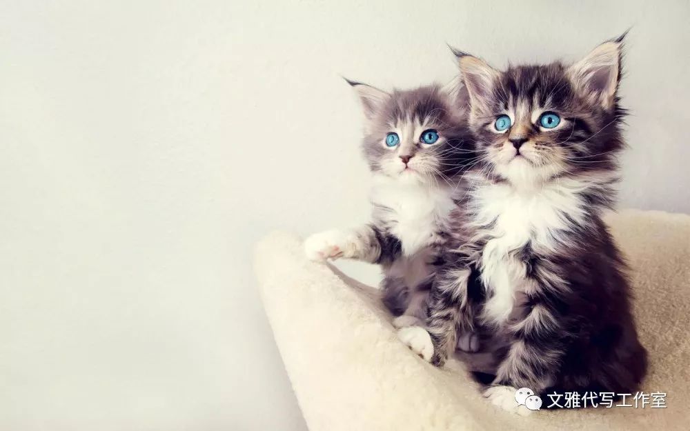 探寻小猫之家游戏的乐趣和神秘隐藏地