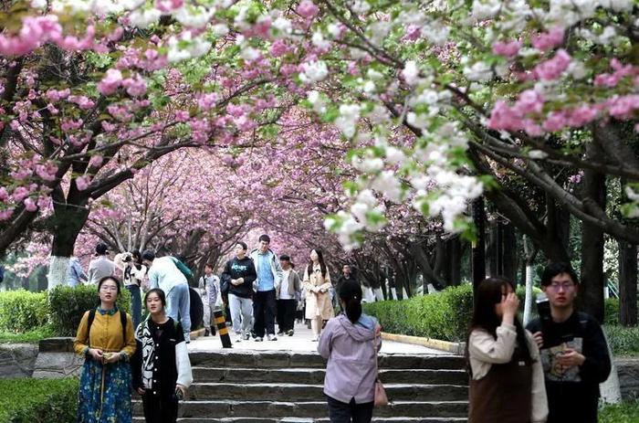 春日盛放的樱花校园，悠然无广告版景致