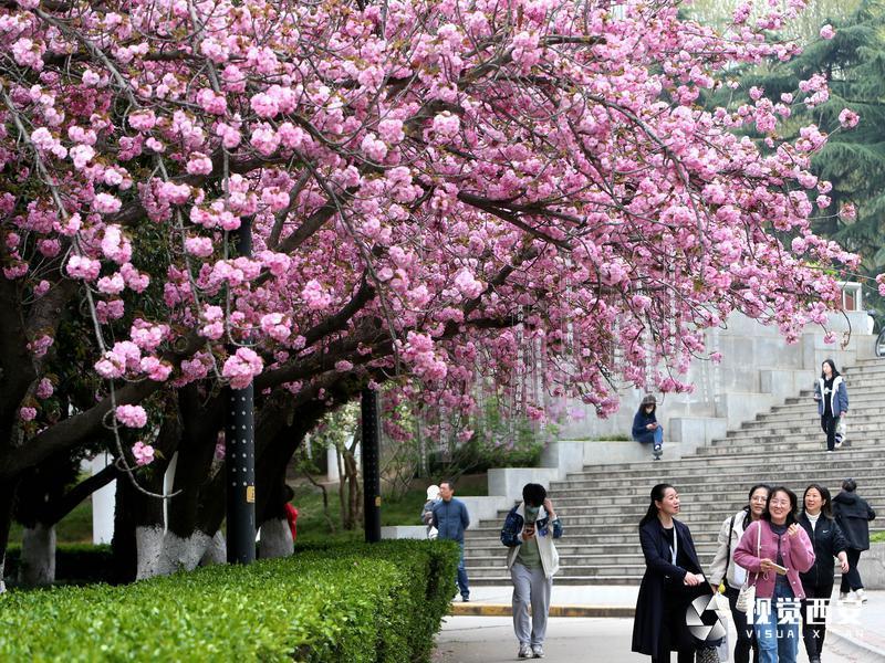 春日盛放的樱花校园，悠然无广告版景致