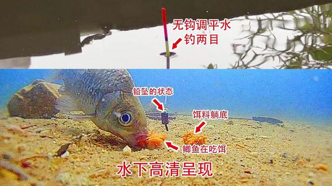 探讨鱼吃鱼bug卡钻石现象的影响和解决方案