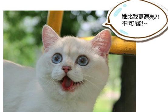喵斯猫咖啡为何被禁？揭秘背后的真相与原因!