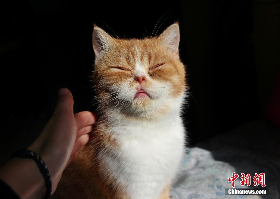 喵斯猫咖啡为何被禁？揭秘背后的真相与原因!