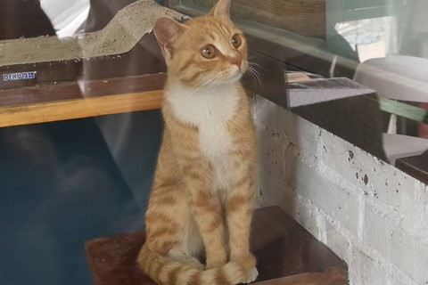 喵斯猫咖啡为何被禁？揭秘背后的真相与原因!