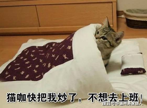 萌喵记猫咖怎么样？一探究竟，揭秘背后的萌宠魅力