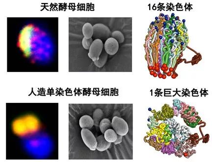 细胞的使命是什么？探讨细胞在生物体内的功能和意义