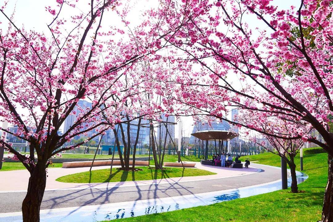 探寻樱花校园模拟1.0：美丽繁花盛开的校园生活体验