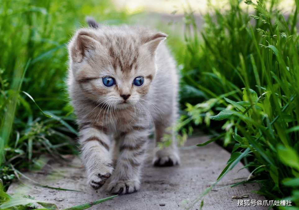 管道猫咪和猫有什么区别？究竟谁更适合生活在城市中？