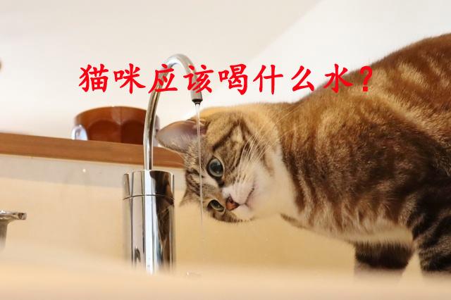 管道猫咪和猫有什么区别？究竟谁更适合生活在城市中？